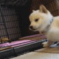 DoggoNoseBoop