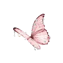 kelebek_Realife