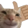 catyes