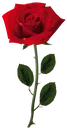 gul