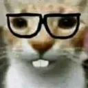 237_b2_cat5