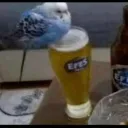 alkollukus