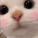 z_catYerimm