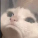 z_catCry
