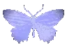 kelebek