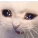 catcry
