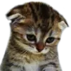 sadcat2