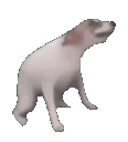 Doggodance