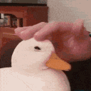 gooselove