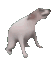 uyuzkopek