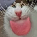 z_catTongue