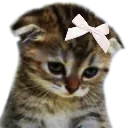 Kadeh_sadcat