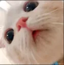 DSA_catstare