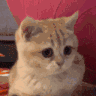 catwater