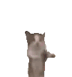 cutecat