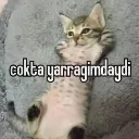 oktayaragmdayd