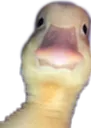 Malmsn2