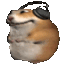 hamsterrrrrr