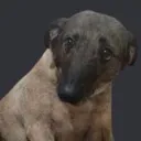 poncuk2