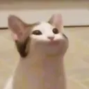catpop42