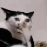 cat7