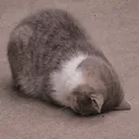 aysuzgn