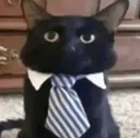 kedi