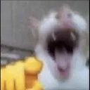 52284catlaughingatyou