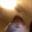 Shin_HamsterStare