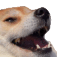 1337dog
