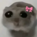 sevimlihamster