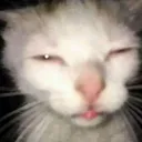 uykucukedy
