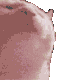 kedi