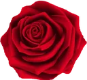 8403redrose