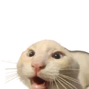 vesperion_cat