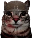 vesperion_kedi