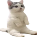 vesperion_kediotur