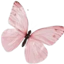 pinkbutterfly