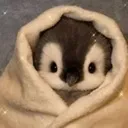 penguen