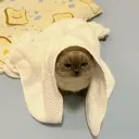 ortulukedy