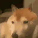 C_DogBonk