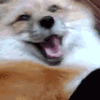C_FoxShake