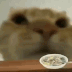 M_CatNom