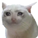 zgnkedy