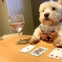 dalga_gambling