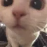 sei_oneymis