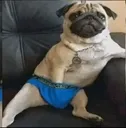 bigdik