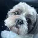 megi