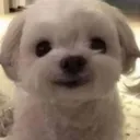 vexira_kp