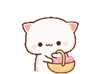 miyav_cicek